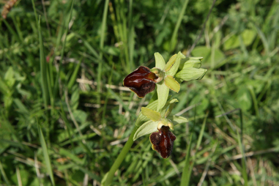 ophrys sphegodes